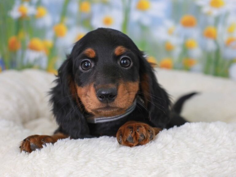 Dachshund