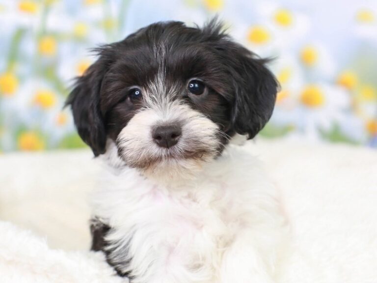 Havanese