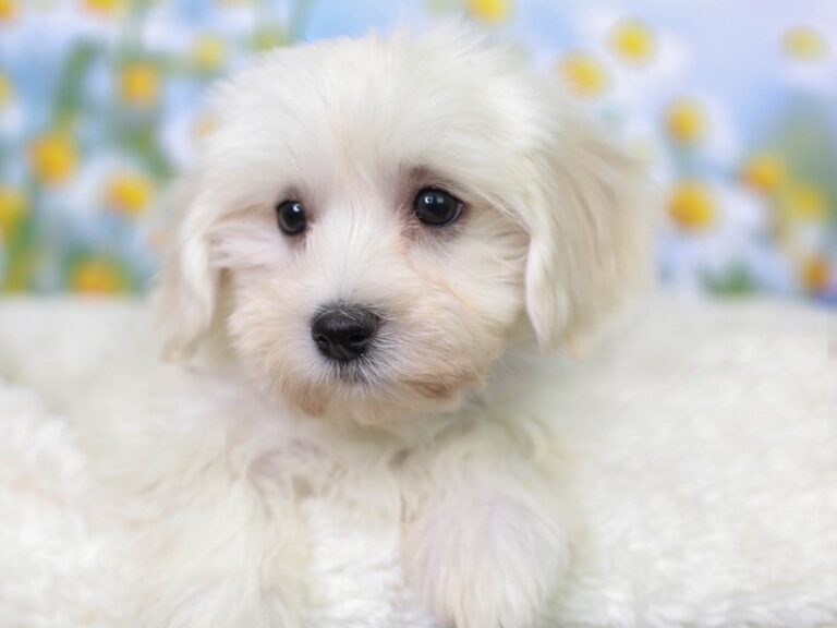 Havanese