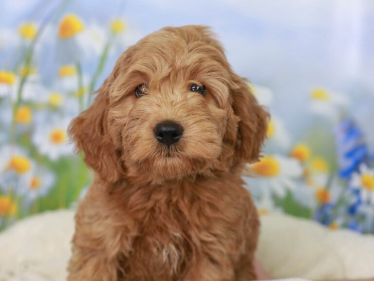 Mini Labradoodle