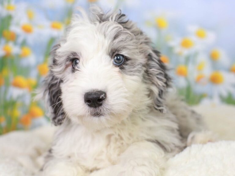 Mini Sheepadoodle