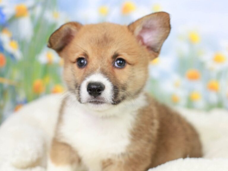 Pembroke Welsh Corgi