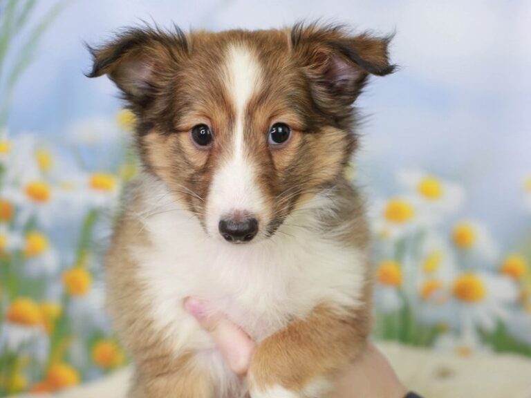 Shetland Sheepdog