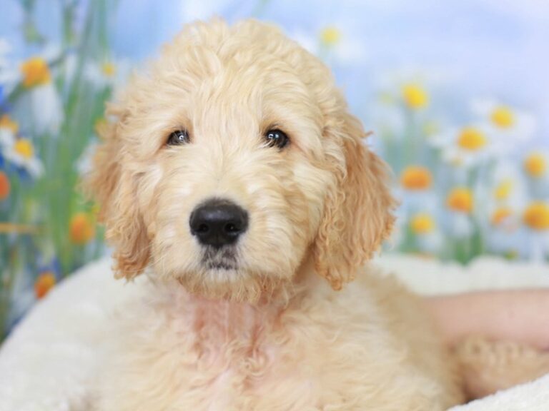Goldendoodle