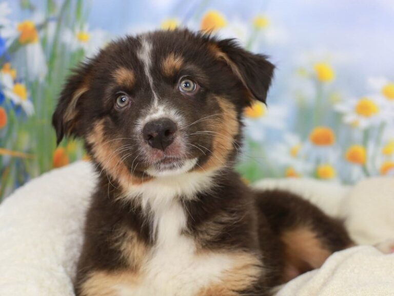 Australian Shepherd