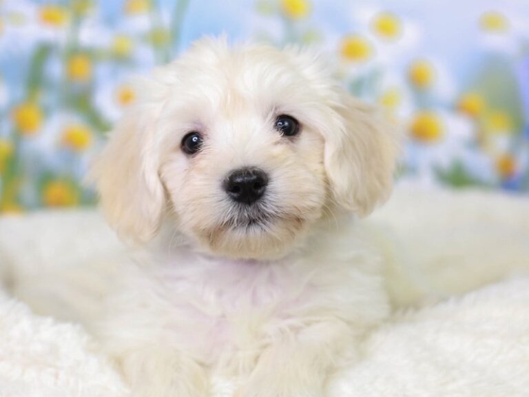 Havanese