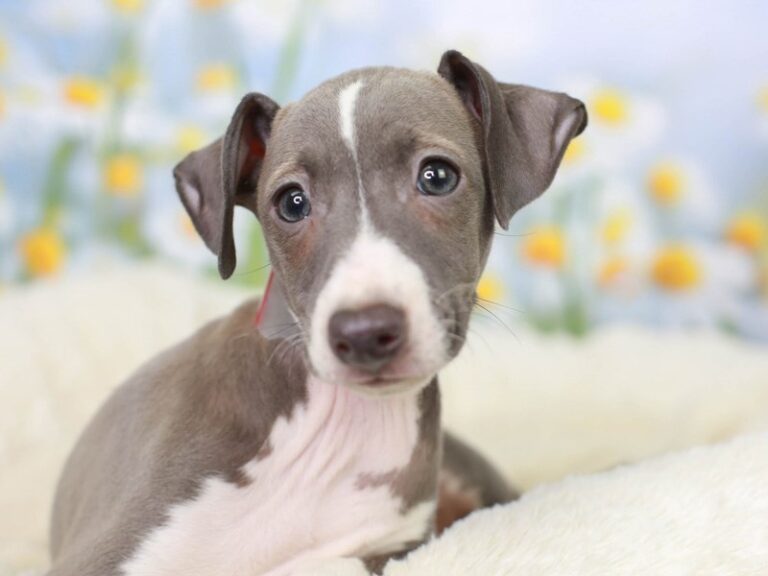 Italian Greyhound