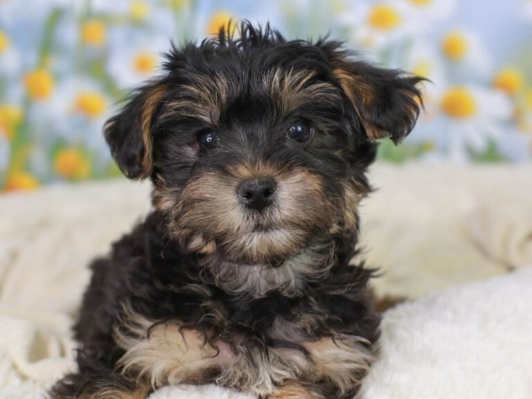 Yorkie Poo