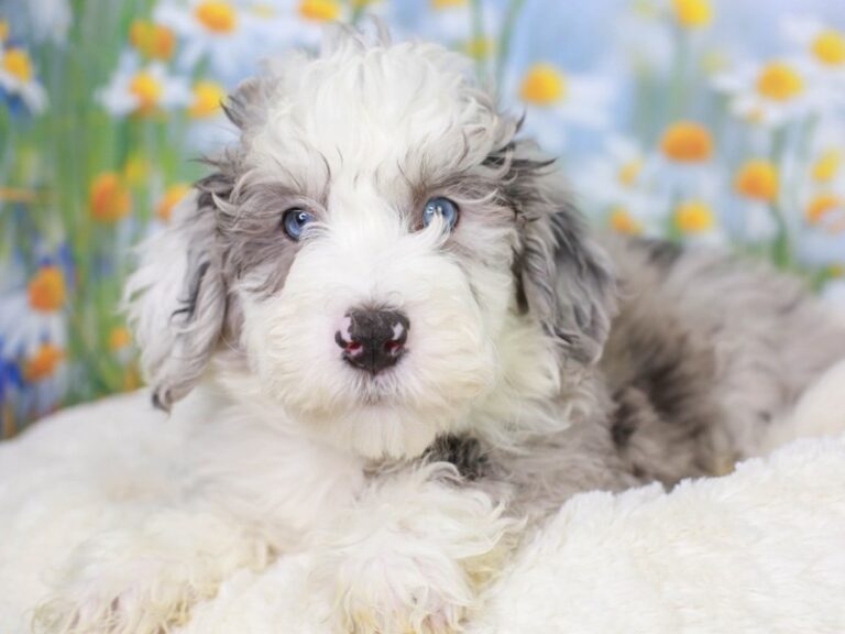 Mini Sheepadoodle