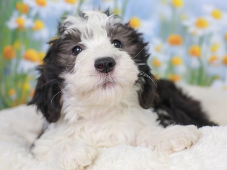 Mini Sheepadoodle