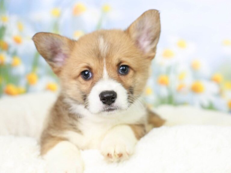 Pembroke Welsh Corgi
