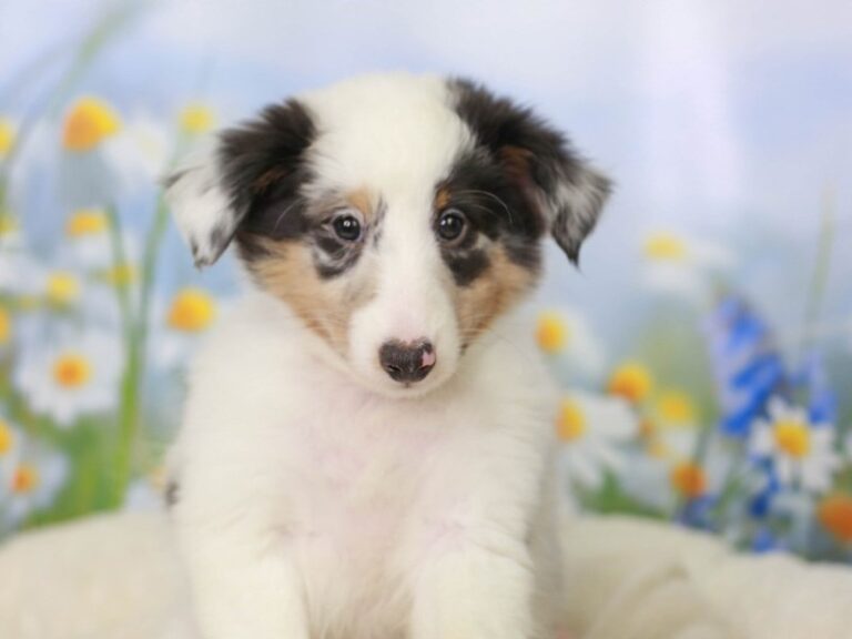 Shetland Sheepdog