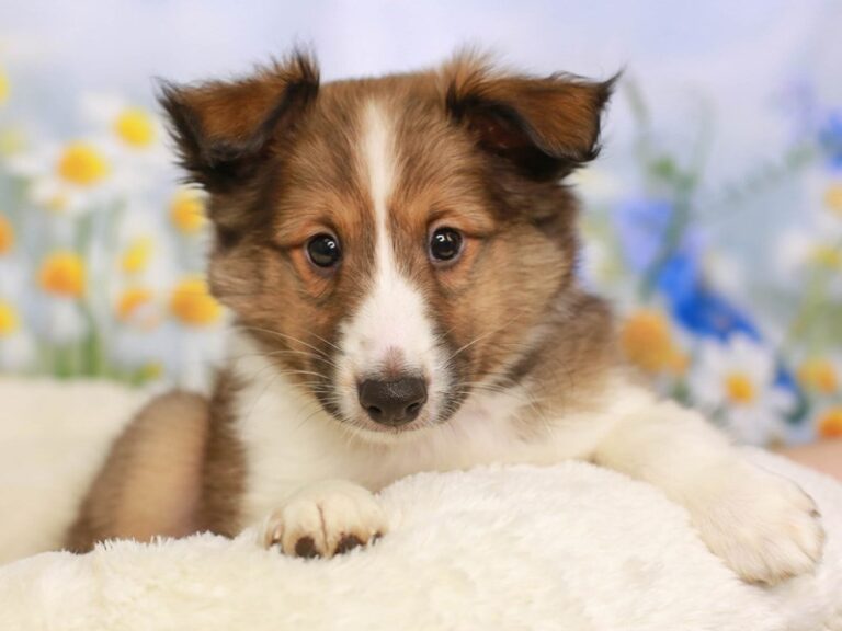 Shetland Sheepdog