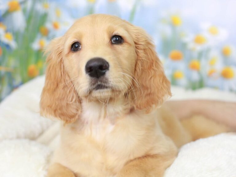Goldendoodle