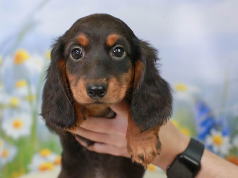Dachshund