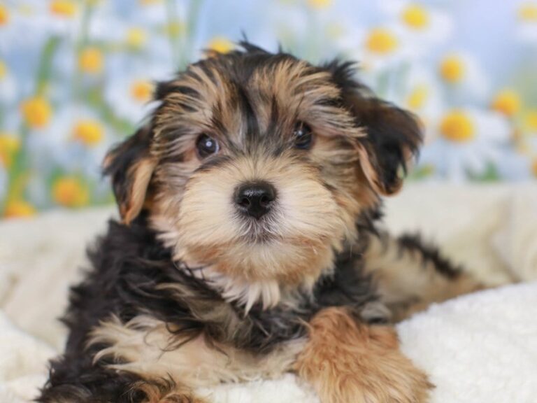 Yorkie Poo