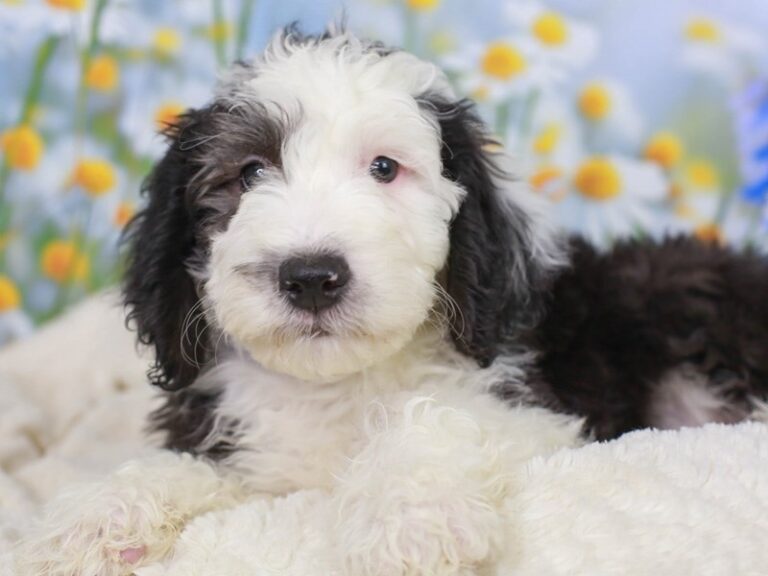 Mini Sheepadoodle