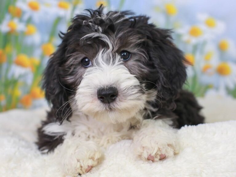 Mini Sheepadoodle