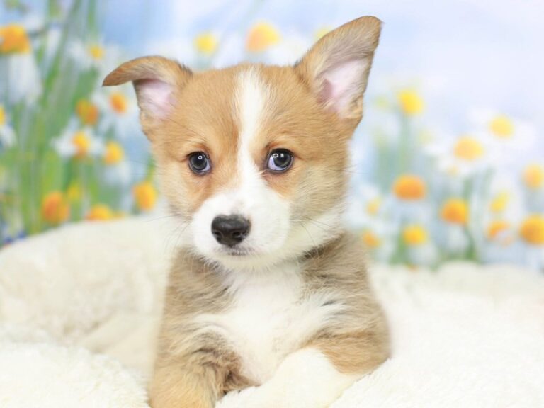Pembroke Welsh Corgi