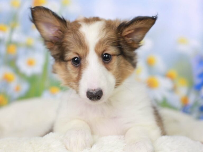 Shetland Sheepdog
