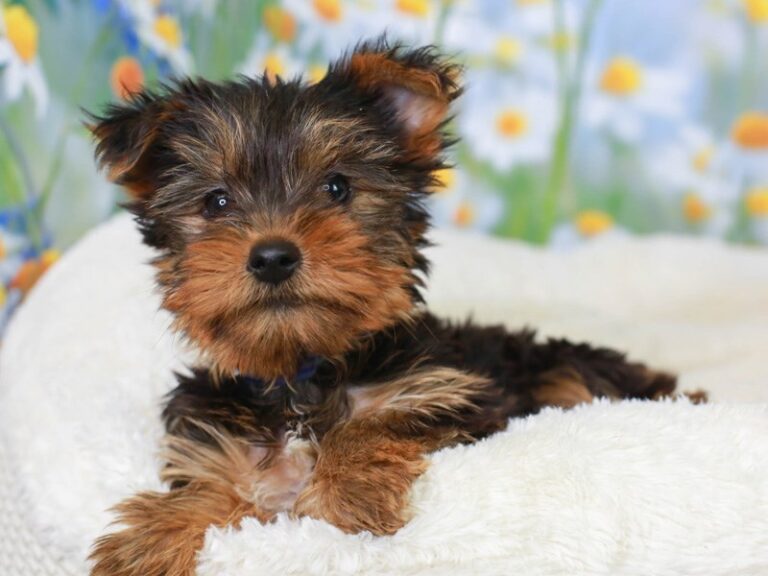 Yorkshire Terrier