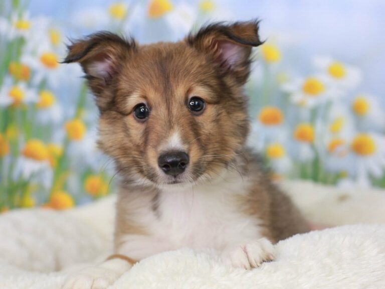 Shetland Sheepdog