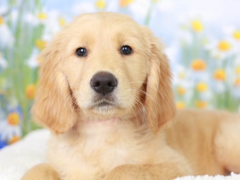 Goldendoodle