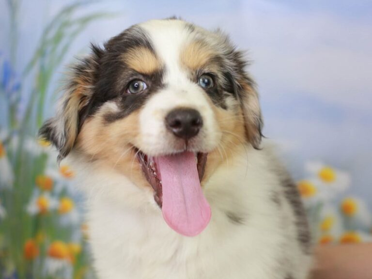 Mini American Shepherd