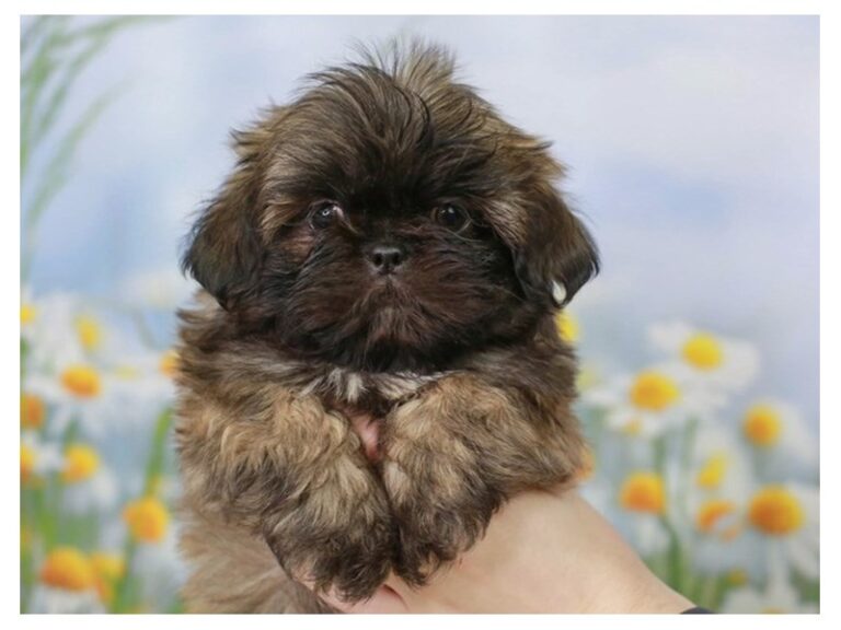 Shih Tzu