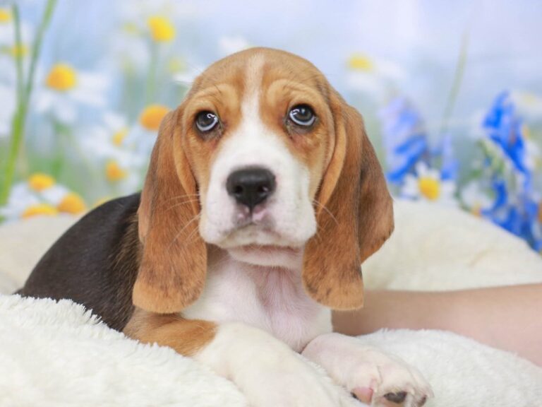 Beagle
