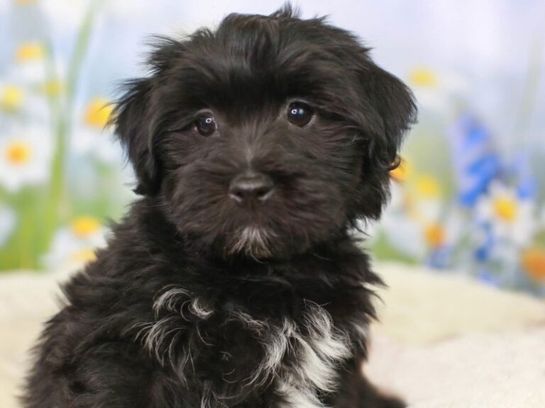 Havanese