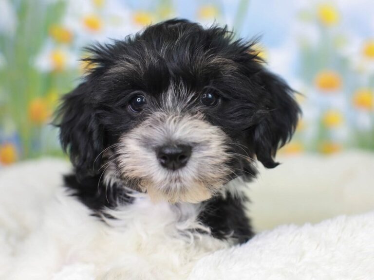 Havanese