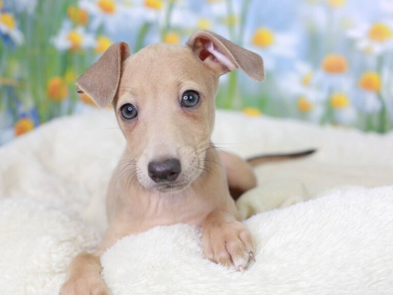 Italian Greyhound