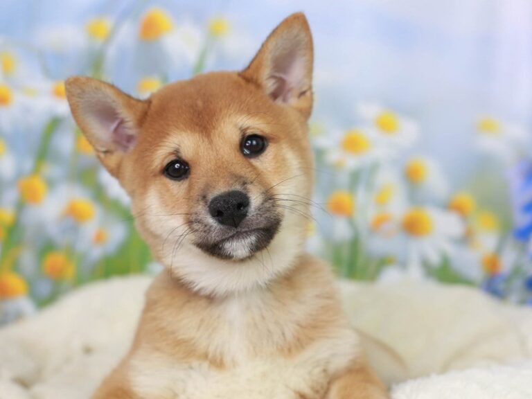 Shiba Inu