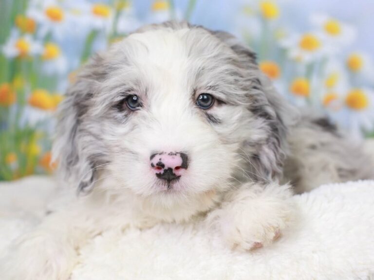 Mini Sheepadoodle
