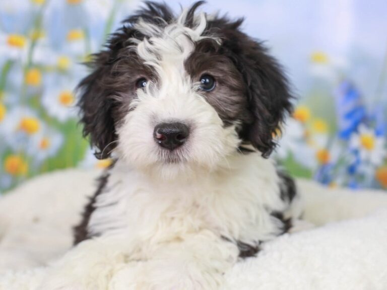 Mini Sheepadoodle