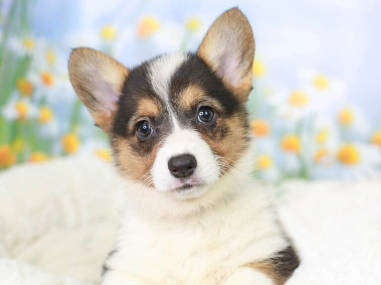 Pembroke Welsh Corgi