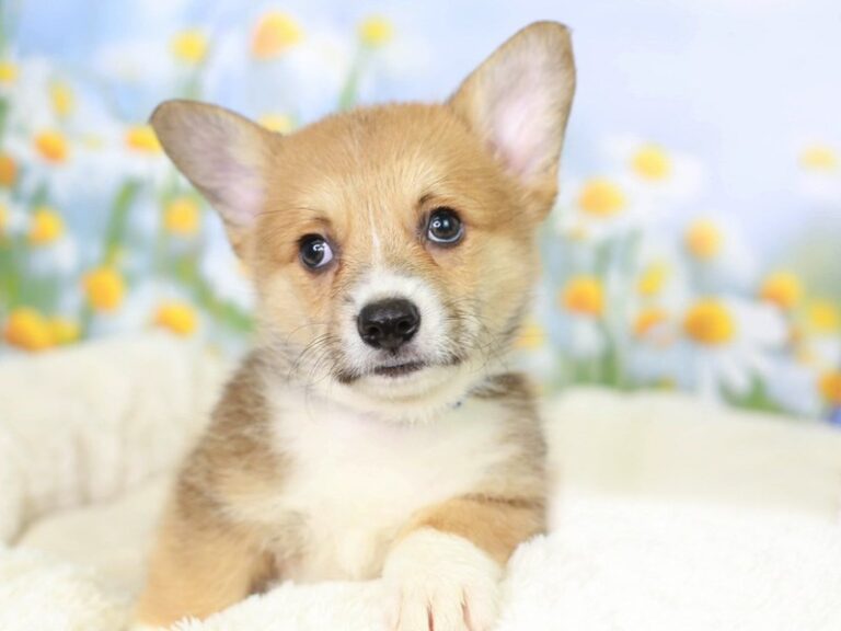 Pembroke Welsh Corgi