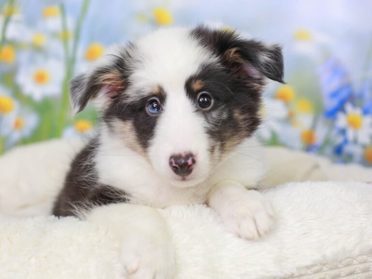 Shetland Sheepdog
