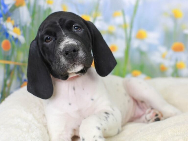 German Shorthair Pointer