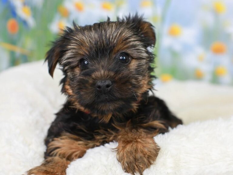 Yorkshire Terrier