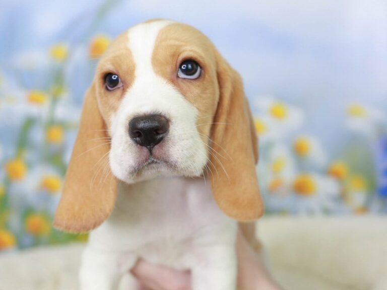 Beagle