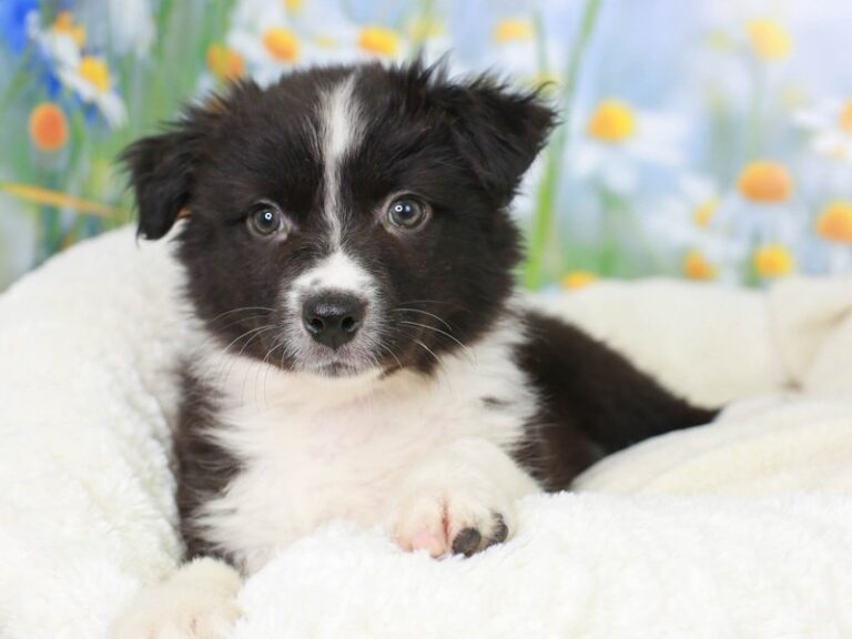 Australian Shepherd