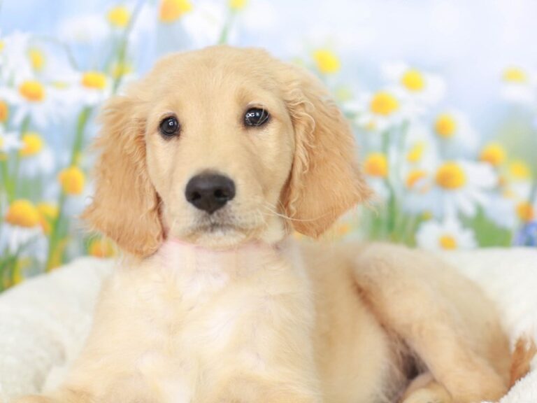 Goldendoodle