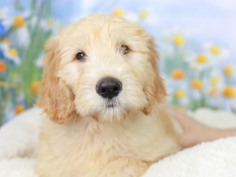 Goldendoodle