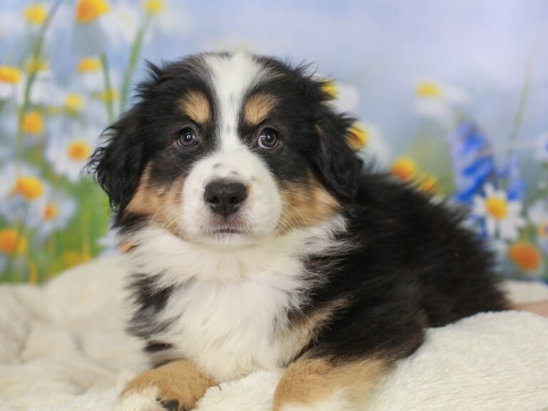 Mini American Shepherd