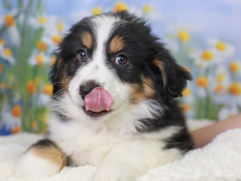 Mini American Shepherd