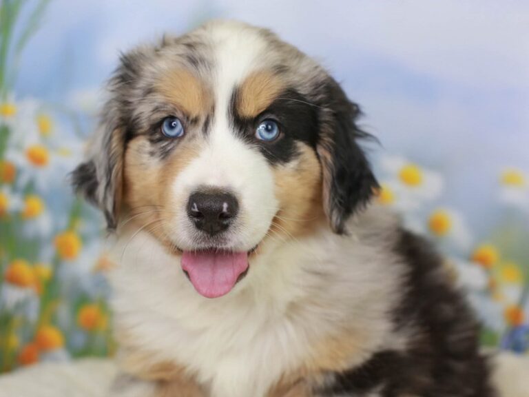 Mini American Shepherd