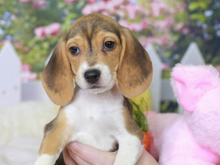 Beagle