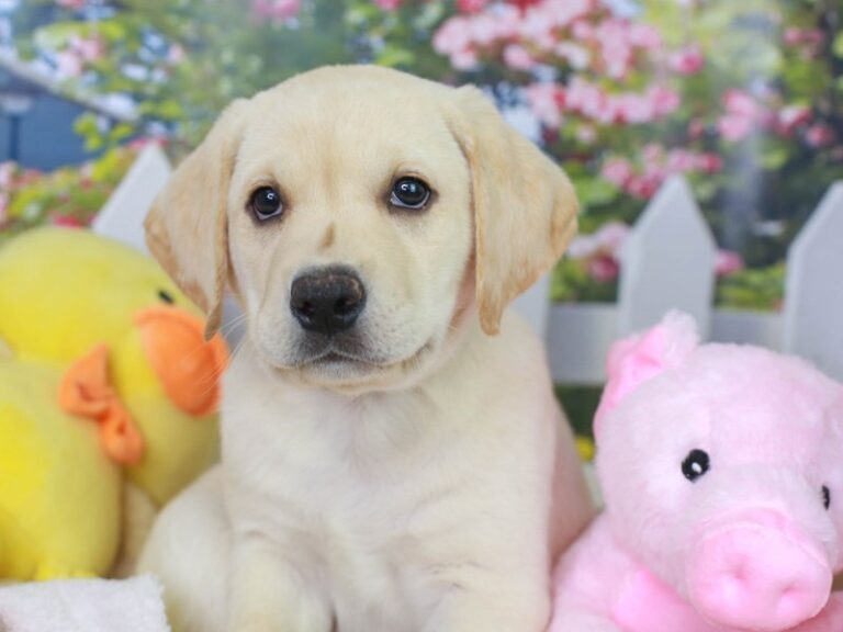 Labrador Retriever
